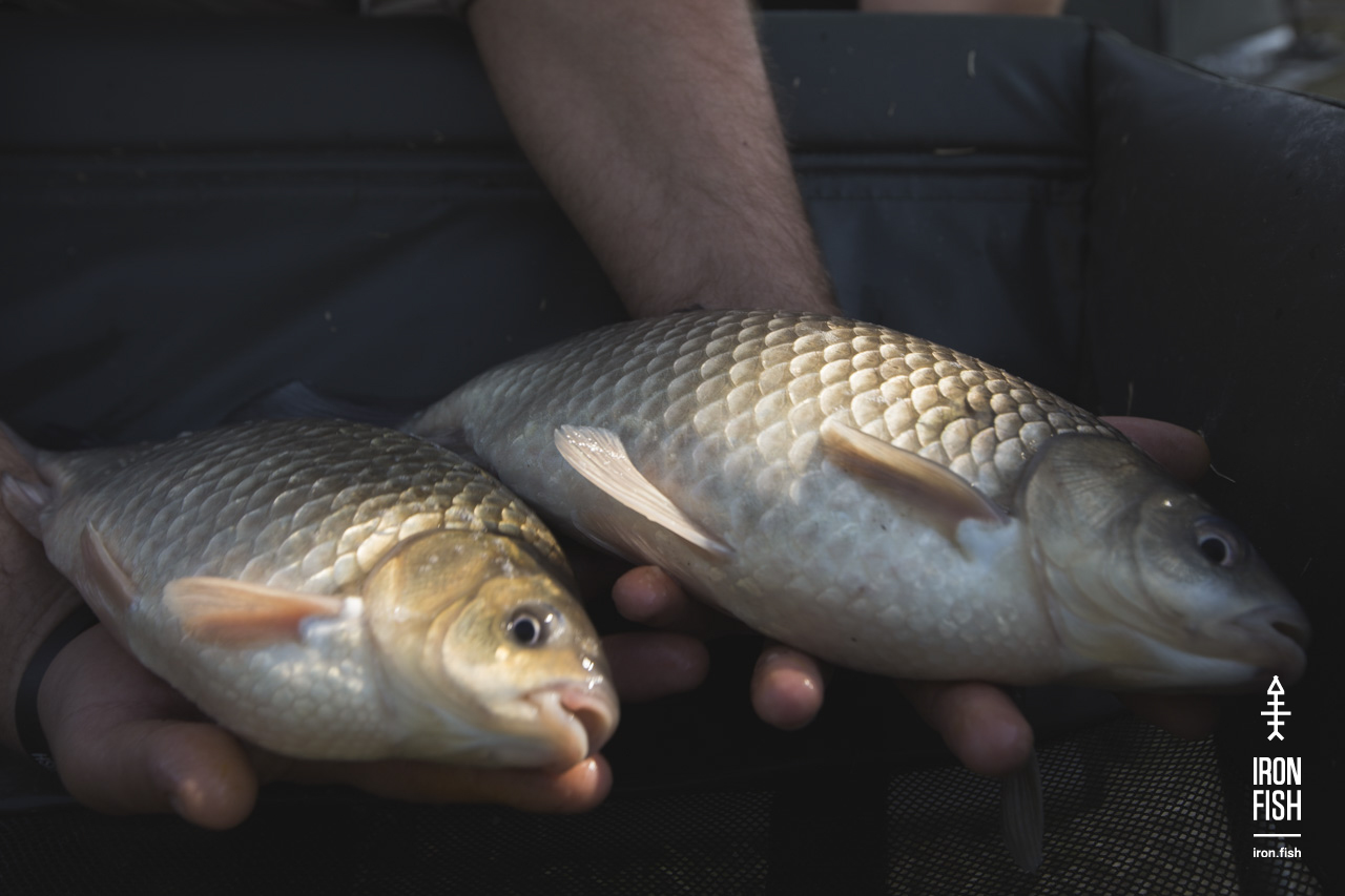 Iron-Fish_04_19__120