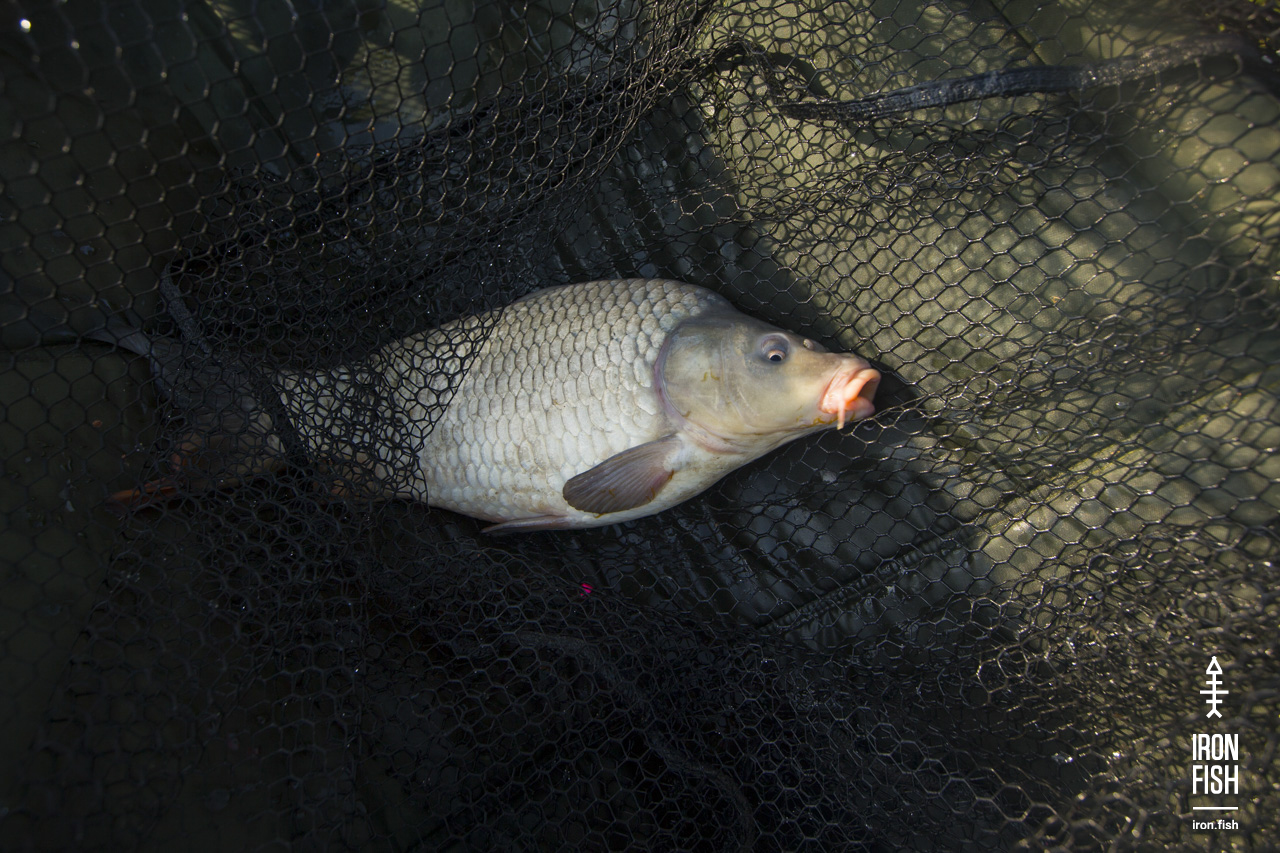 ironfish_2etap_2019__101