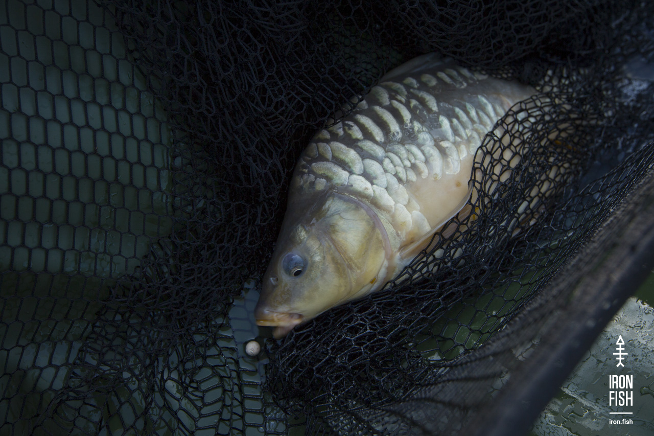 ironfish_2etap_2019__102