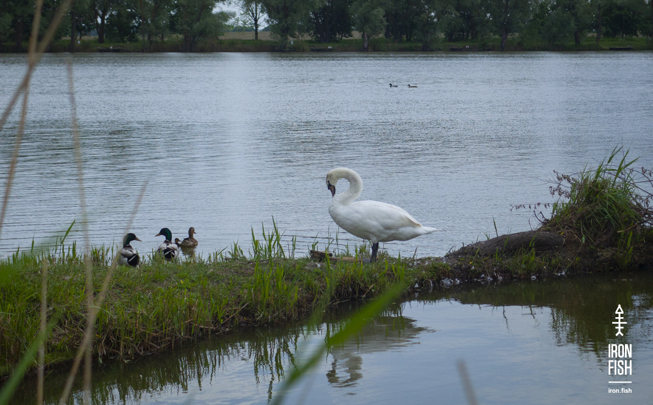 ironfish_2etap_2019__96