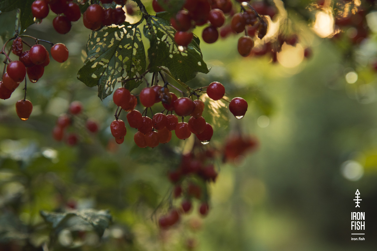 iron-fish_7_2018__24