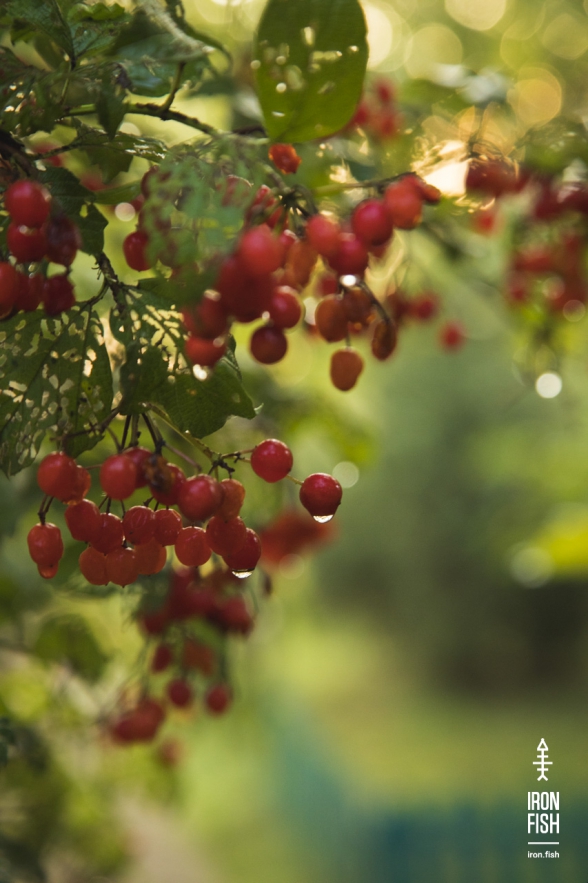 iron-fish_7_2018__25