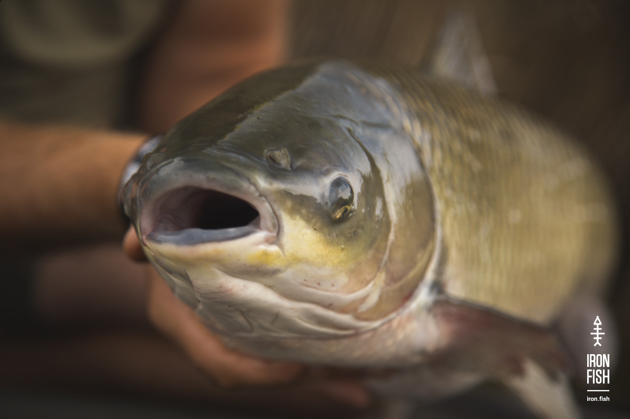 iron-fish_7_2018__44