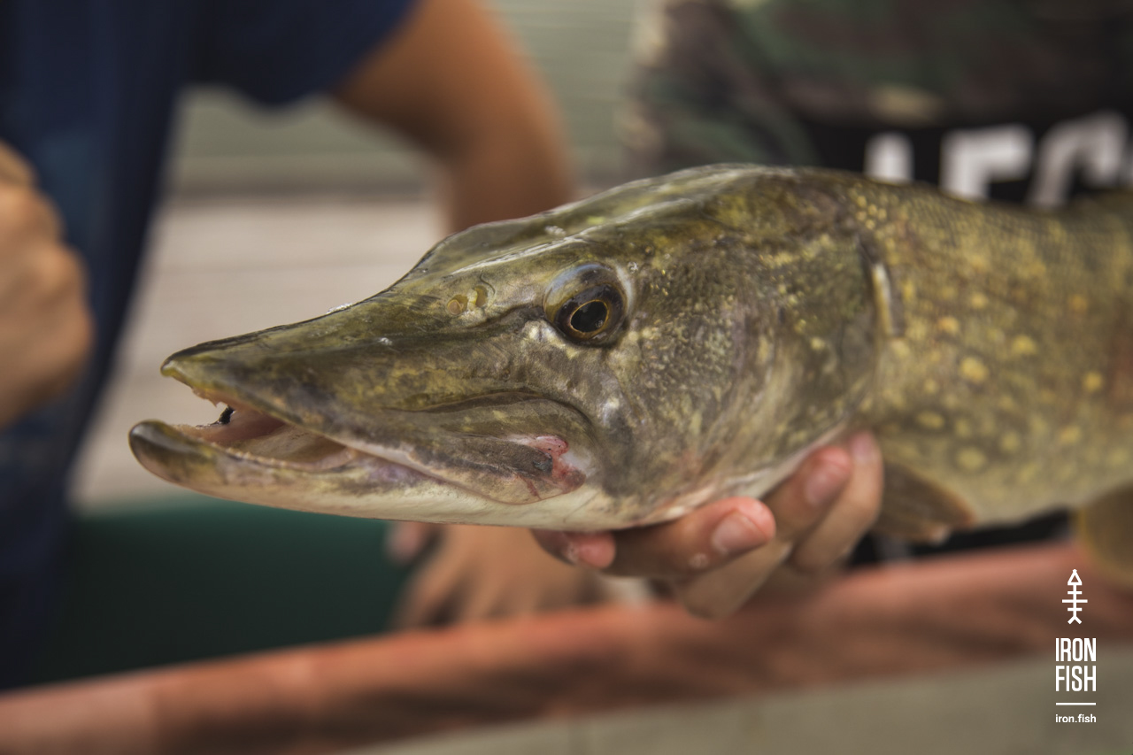 iron-fish_7_2018__47