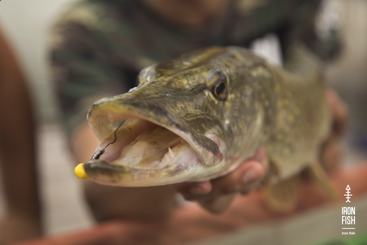 iron-fish_7_2018__48