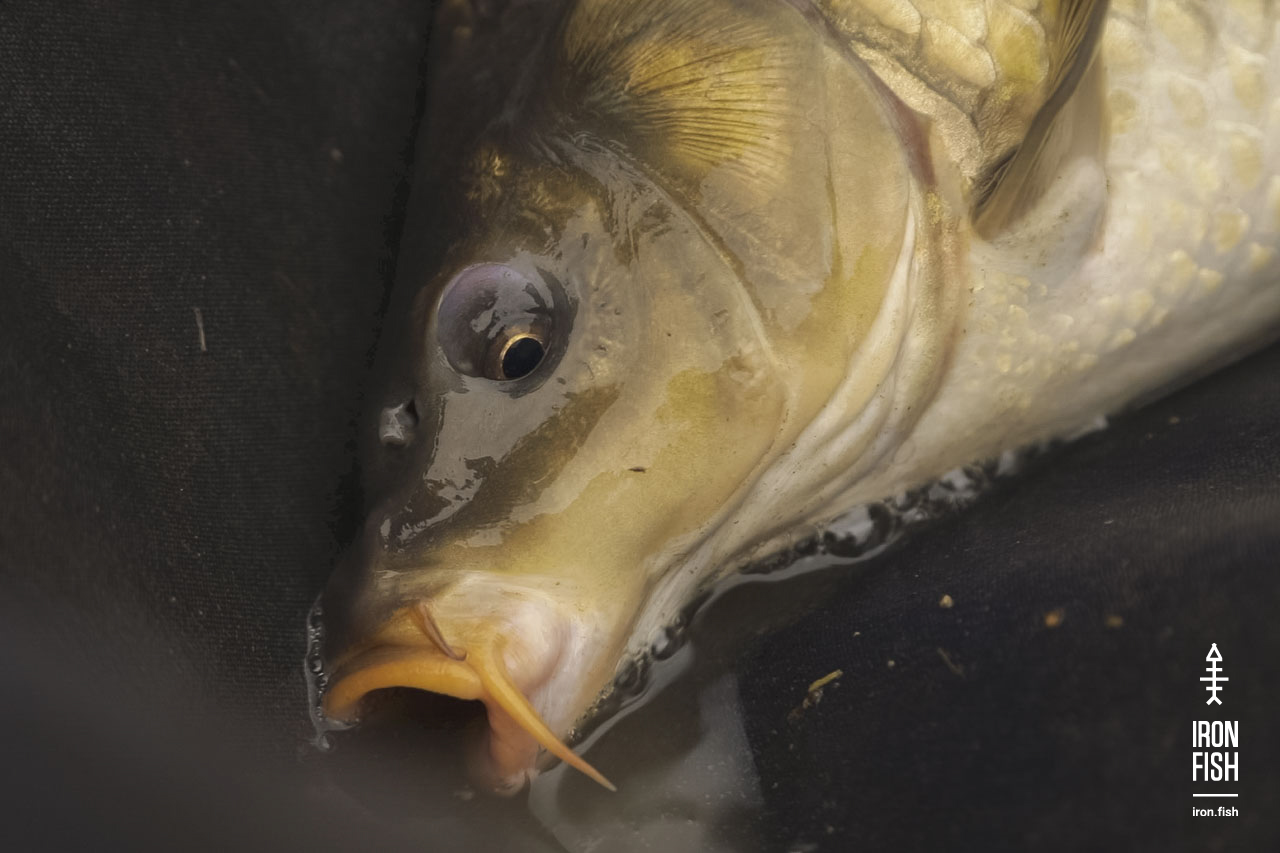 final_battle_2019__33