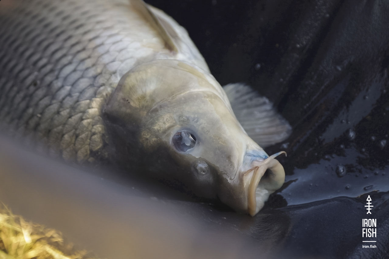 final_battle_2019__54